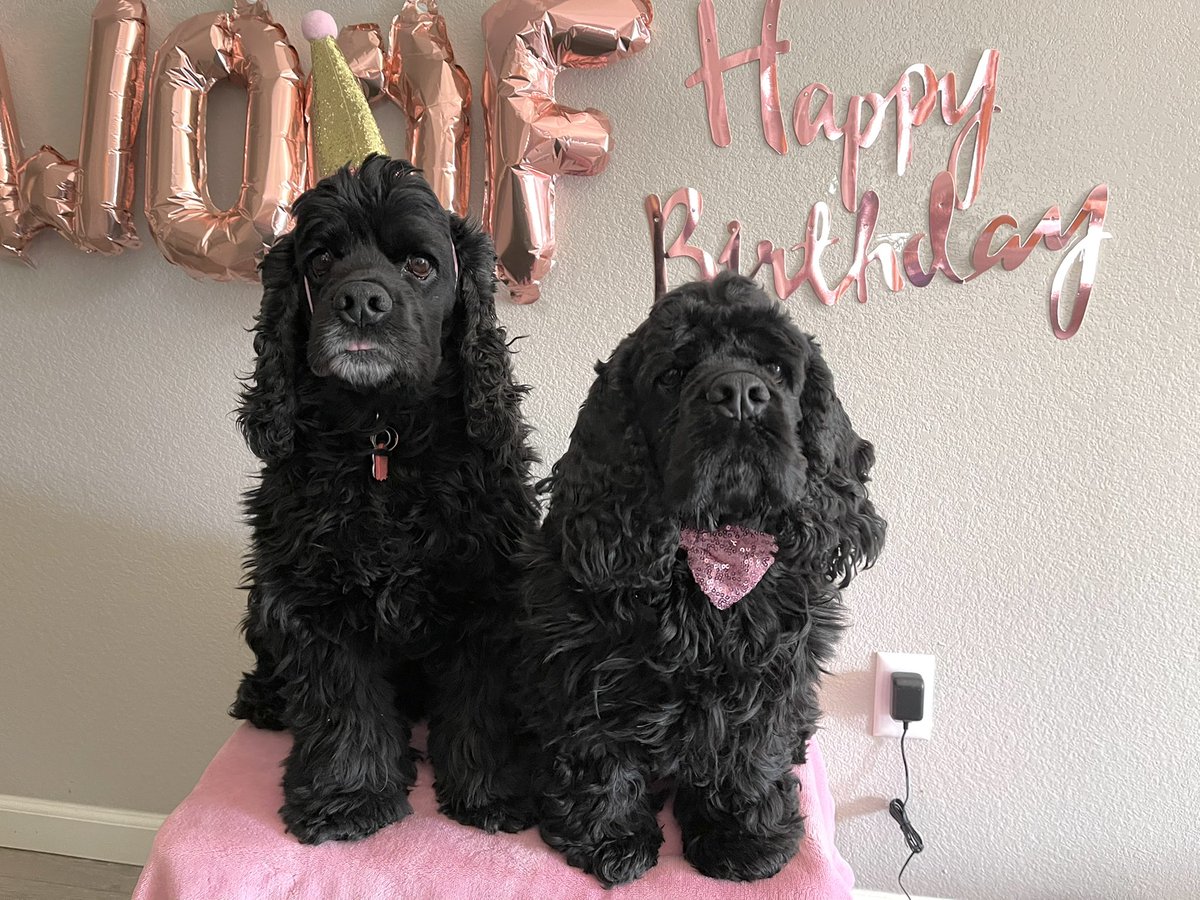 MtnGirl77's tweet photo. @akcdoglovers 🥰Love my cockers. They are the best dogs! 🥰 https://t.co/vVNWTurznY