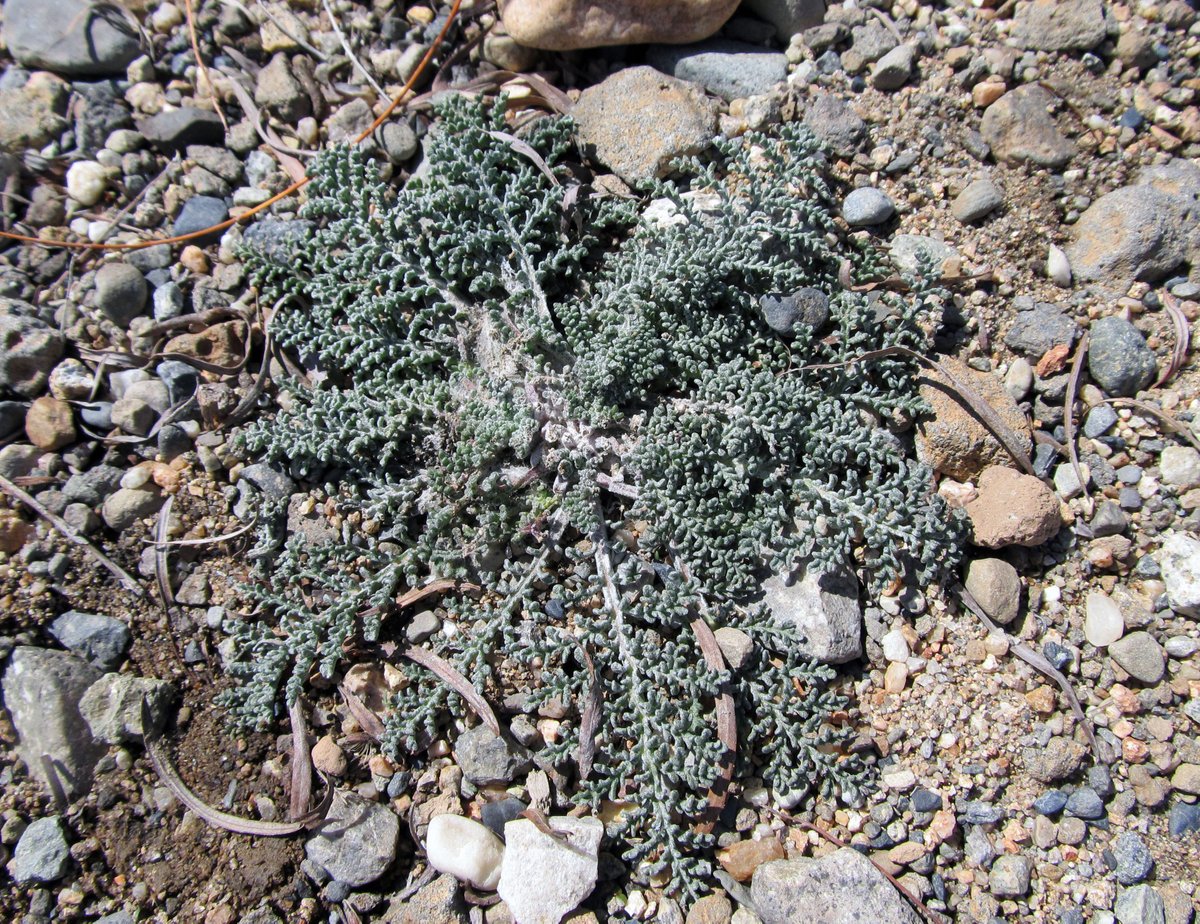awkwardbotany's tweet photo. rosette of Douglas' dustymaiden (Chaenactis douglasii) at Magic Reservoir, Blaine County, Idaho #Asteraceae #spring2021 #phytocurious https://t.co/fPEAJBAYvy