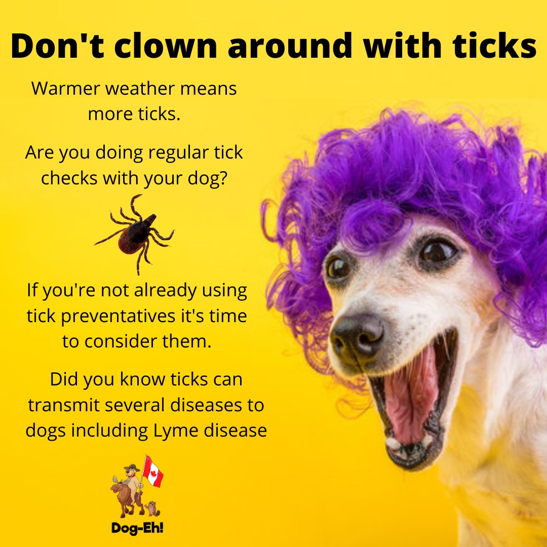 DogEhOfficial's tweet photo. Do you do regular tick checks with dog? What do you use for prevention?
#tickreminder #ticks #tick #dogtick #ticktime #tickseason #tickssuck #dogs #doginfo #dogreminder #rememberto #dogeh https://t.co/Fhu9bYqMzm