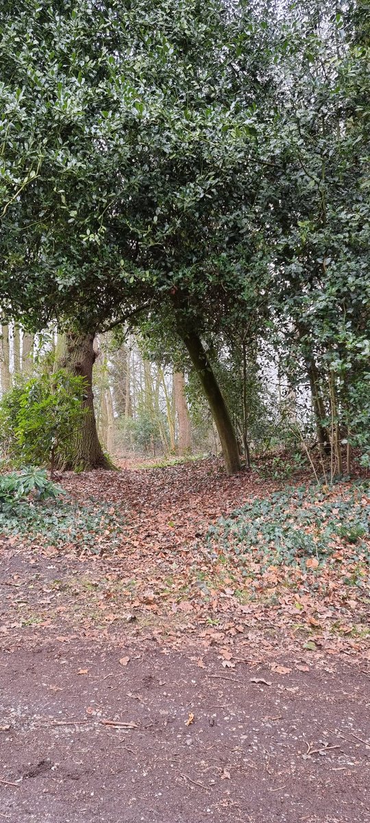 PeterBeek8's tweet photo. Nice colors from a little autumn and spring season combination.

#treephotography #treeoflive #tree #tree_brilliance #treehuggers #treelighting #onetwotree #bomen #bomenfotografie #wandelen #natuurwandeling #natuurwandelingen #fyp #forrestphotography #forrest #natuurfotografie https://t.co/AEgE7UJaCb