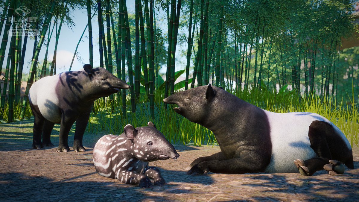 Planet Zoo on Twitter: "The Malayan Tapir is the only species of Tapir that is native to Asia, with all other species living in Central and South America! #AnimalShowcase #SoutheastAsiaAnimalPack https://t.co/xEX7VI227E" /