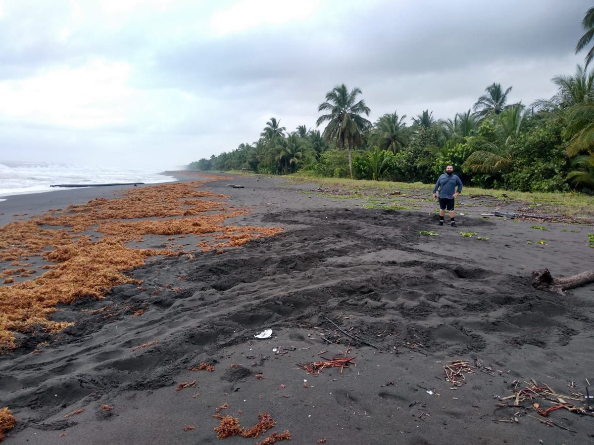 WIDECAST1's tweet photo. Morning censo in Pacuare has the best views!
.
.
.
#seaturtleconservation #seaturtle #pacuare #caribbean #nestingbeach #volunteer #travel #leatherbackturtle #turtletracks https://t.co/NCRrMf82rB