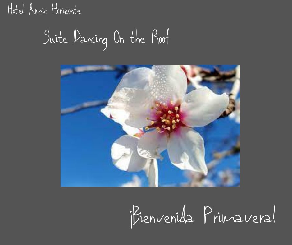Bon día Amics!
Good Moorning!
Bonjour!
 Buon Giorno!
BUENOS DÍAS ......PRIMAVERA🌸!!
#suitedancingontheroof #primavera #Mallorca #Illesbalears #turismo #viajarenprimavera #spring
#hotelamichorizonte 
 <a href="/CyclingFriendly/">Cycling Friendly</a> <a href="/Horizonte24/">Hotel Amic Horizonte 🌴 de Mallorca</a> <a href="/Spain_in_CH/">Spain in Switzerland</a> <a href="/BalearicTour/">Balearic Islands</a> <a href="/holaturista/">Hola Turista !</a>