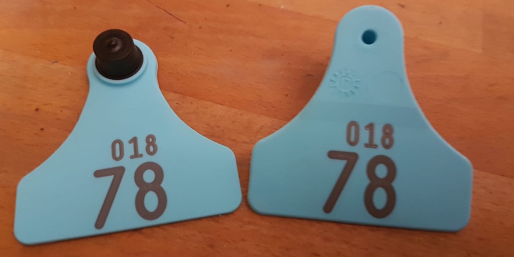 BDFPAnews's tweet photo. Spring has sprung and it's time to prep for calving - Don't forget to clean those ear tags! Cleaning hind ear tags pre calving makes it much easier to spot them in the field!
#calvingprep #deerfarming #parkdeer https://t.co/uK7ZL5WZ3y