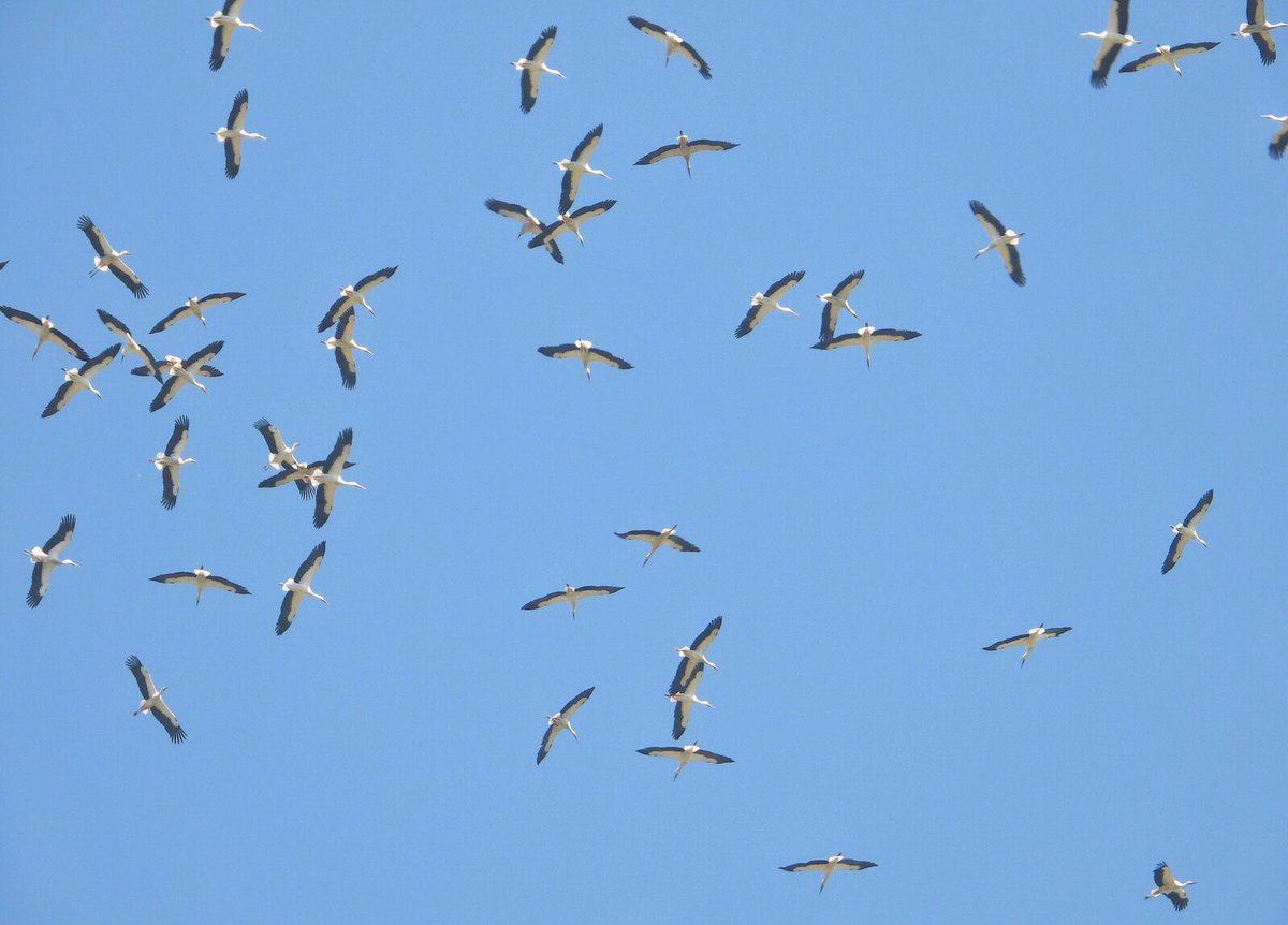 Committee Against Bird Slaughter (CABS) tweet media