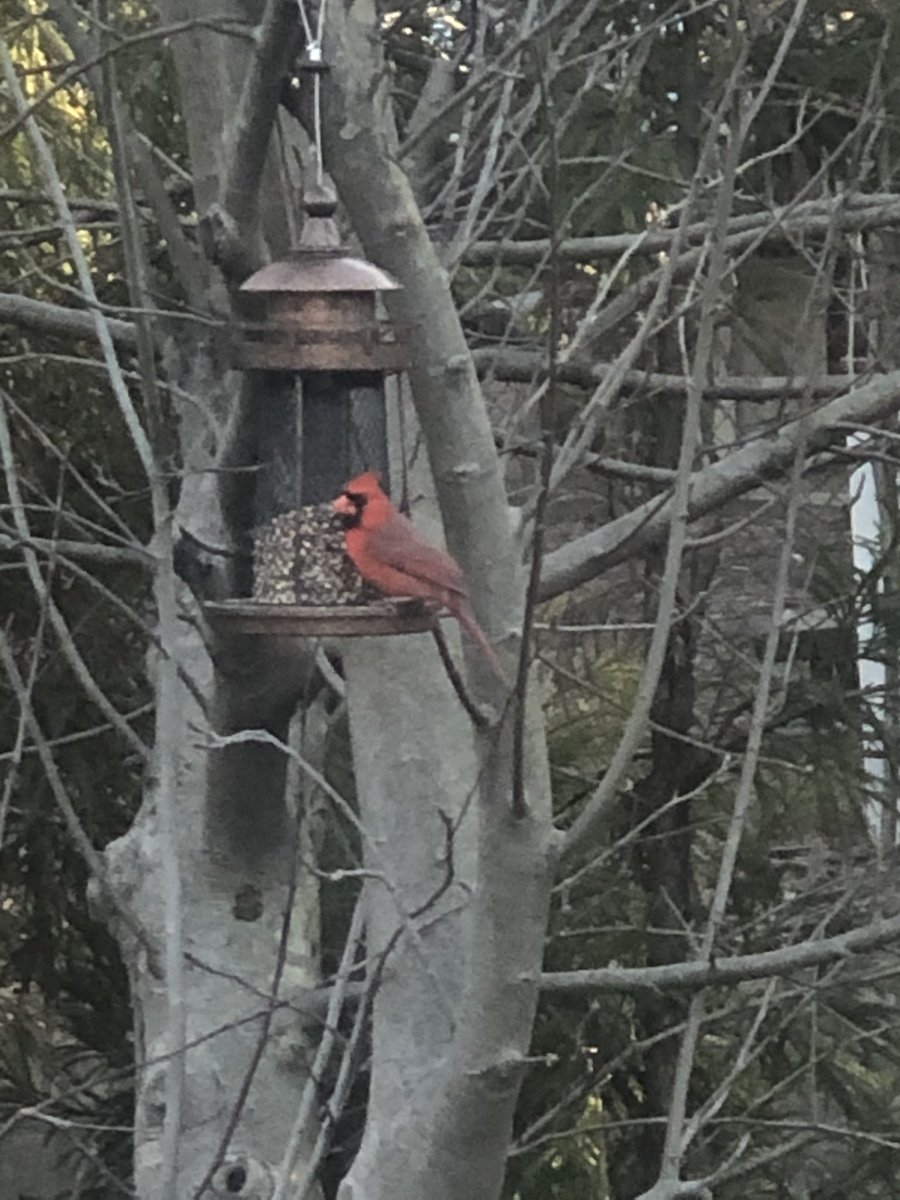 stem_math's tweet image. Fed a blue jay and cardinal with our bird feeder but by the time I got the camera out the blue jay flew away. Ah, the simple pleasures of life.
