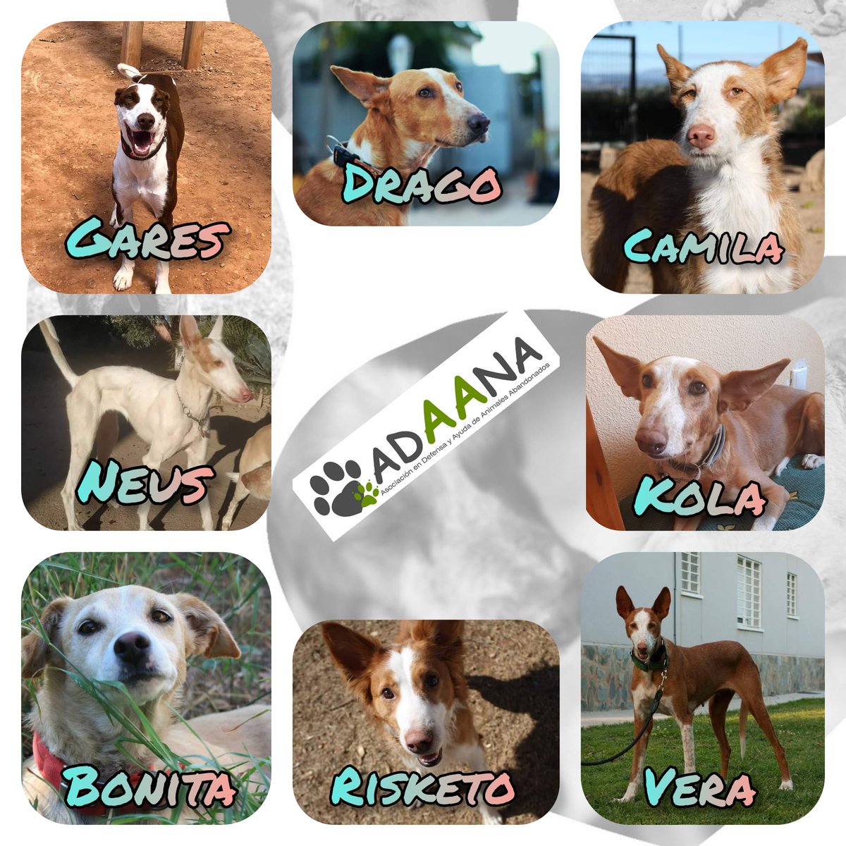 Hoy es el día del podenco y solo pedimos una cosa para ellos, que por fin se conozcan como los grandes compañeros de vida que son y dejen de usarse como herramientas de caza.