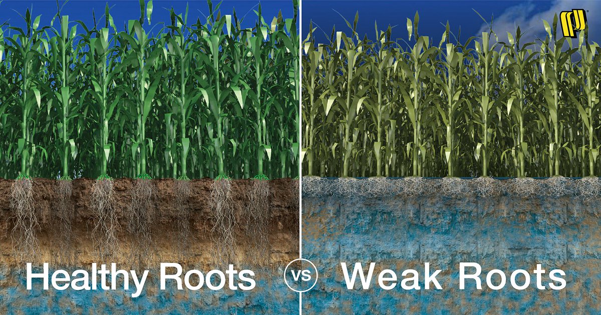 Subsurface water management promotes deeper, healthier root systems by decreasing plant stress and allowing for more oxygen in the root zone (left). While oversaturated soil conditions limit oxygen to roots resulting in shallow root growth and lower yield (right)
