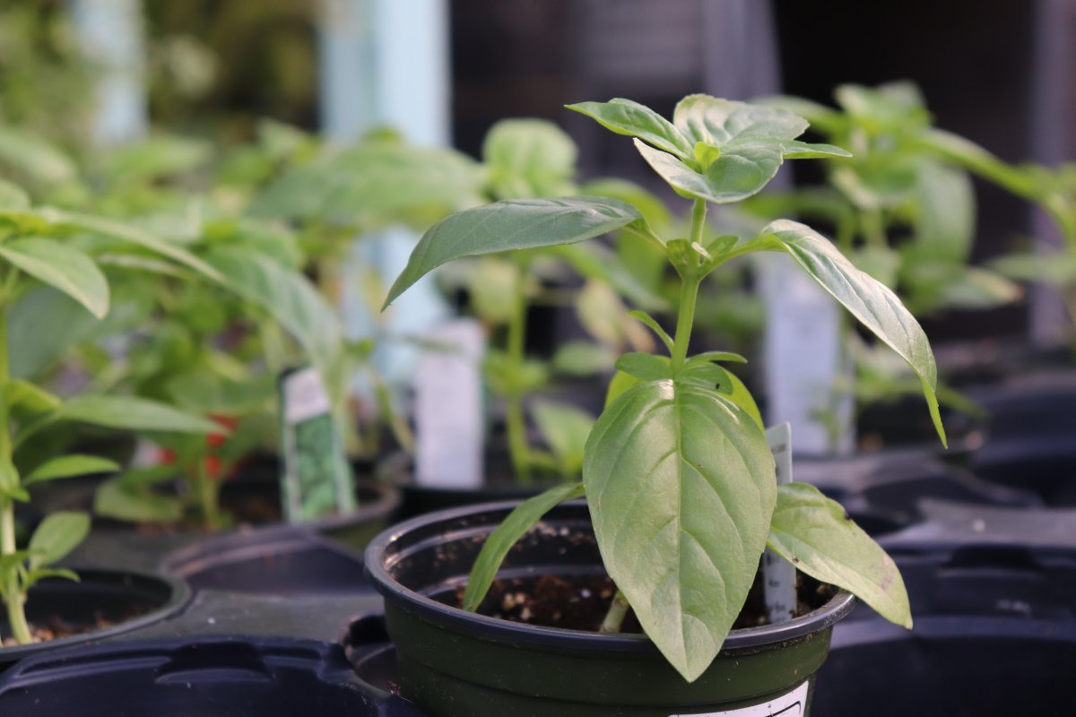 InfoFloral's tweet photo. The pesto’s yet to come! 🌱 Learn how to grow your own culinary favourites right at home. Check our blog post for our tips and tricks⤵️
https://t.co/aWUxtDT7SF https://t.co/8hurf2agO8