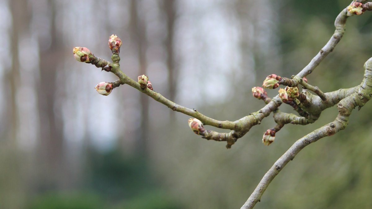 "Is het koud in maart, dan nadert de lente met een vaart..." Hier een paar prachtige beelden van het begin van de lente.