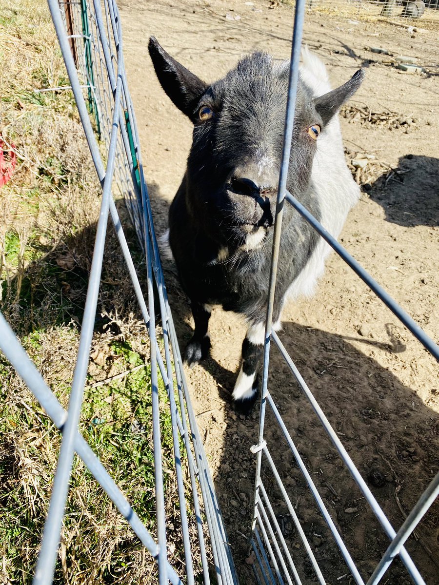 michellegus's tweet photo. Oh, hey...I didnβt see you there...
I was *just* going to come and tell you about this broken spot in the fence...
Honest...
π€π»ππ
π
#rescuelife #goatlife #dwarfgoat #sunnydayfun #escapeplan #LucasTheGoat #goatsoftwitter #heavenshalfacrerescue #MAAA https://t.co/9c4fpLSqC7