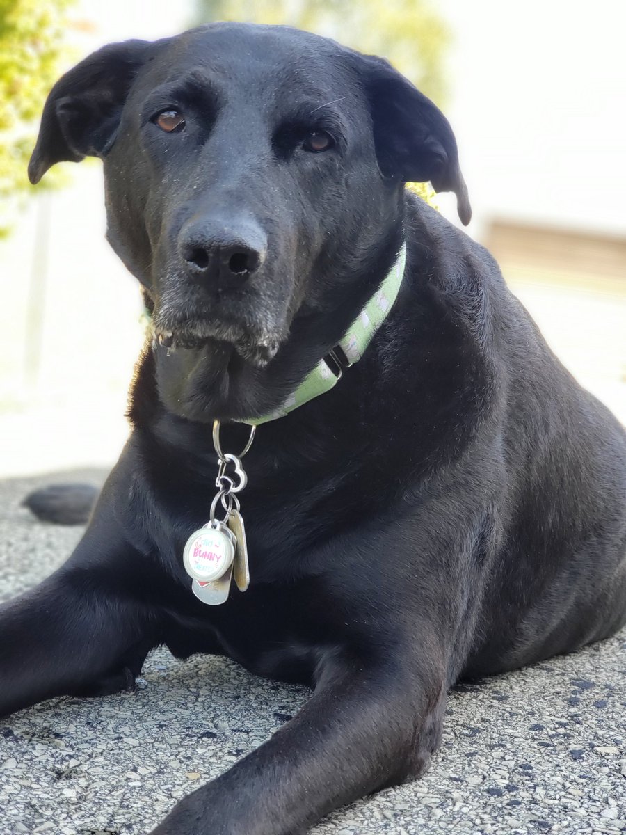 ChezMable's tweet photo. 63° and blue skies! Let's go take photos
#ChezMable #MableStrong #CanineCancerWarrior #CanineGoodCitizen #CGC #RescueDogsRock #AdoptDontShop #HeartMelterFromAShelter #Labrador #Labs #BlackLab #GermanShepherd #GSD #412Dogs #AGirlAndHerDog https://t.co/X9KisuZNdx