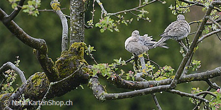 NaturKartenShop's tweet photo. Hochzeitskarte Zwei Tauben auf Apfelbaum

Fotokarte: https://t.co/4y6f8wdzwu

#Tauben https://t.co/WJGytFjJND