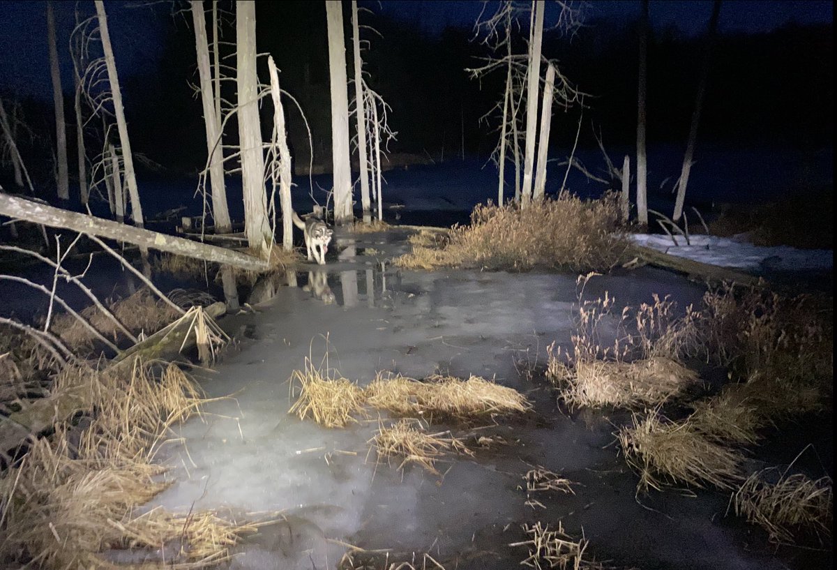 A dark photo, illuminated by flashlight, of the frozen edge of a bog with tufts of grass and tree trunks sticking out of the ice. A husky walks calmly between the tree trunks, looking down