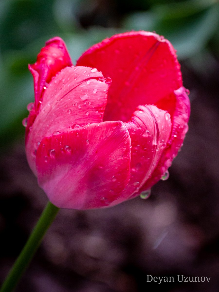 Tulip & the Raindrops
#greatflowers #tuliptime #macrogardener