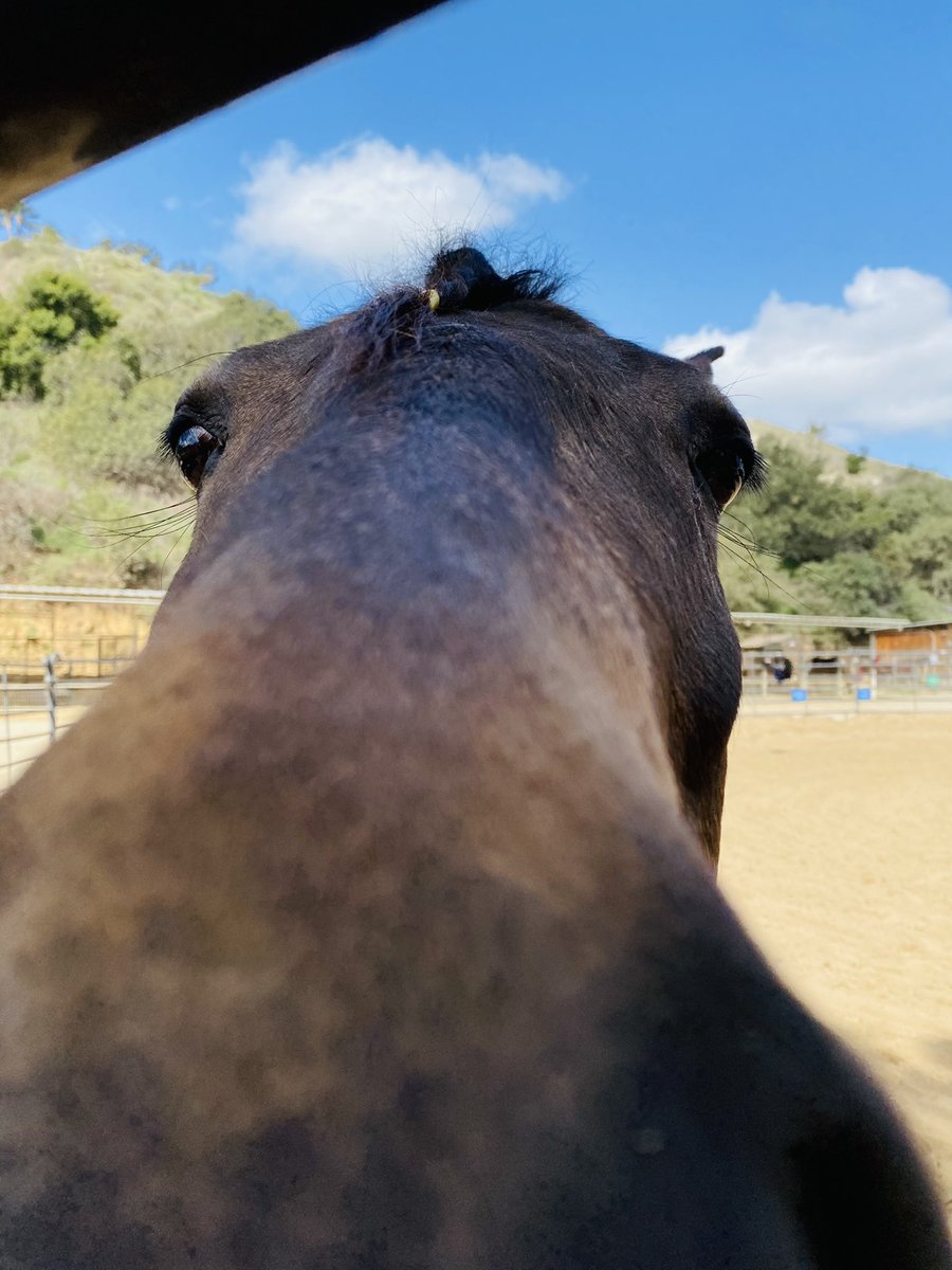 Qaazarrr's tweet photo. Tiny braid for a tiny horse!🐴 #horse #equestrian https://t.co/qdpk8EOads
