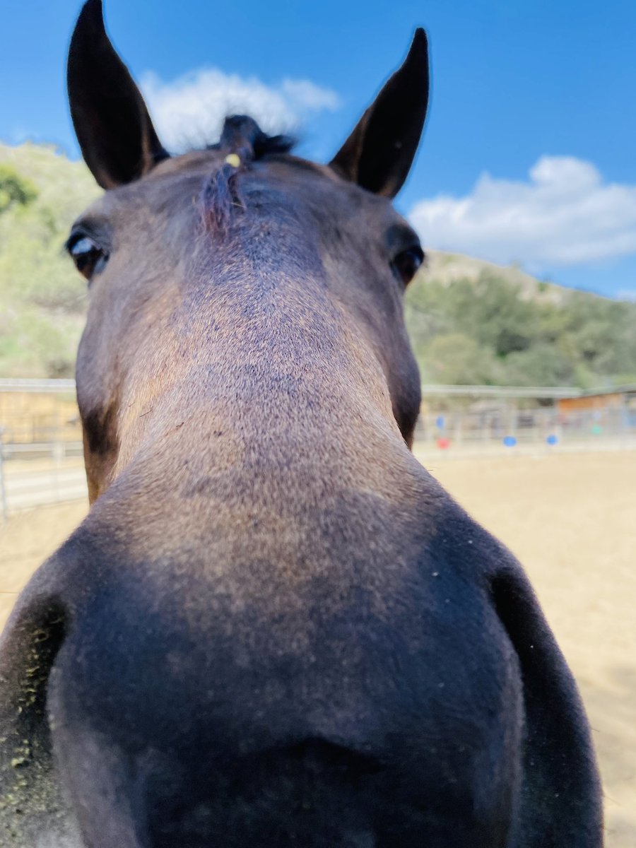Qaazarrr's tweet photo. Tiny braid for a tiny horse!🐴 #horse #equestrian https://t.co/qdpk8EOads