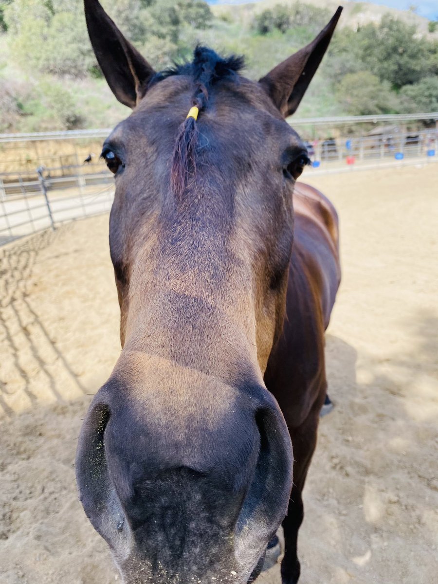 Qaazarrr's tweet photo. Tiny braid for a tiny horse!🐴 #horse #equestrian https://t.co/qdpk8EOads
