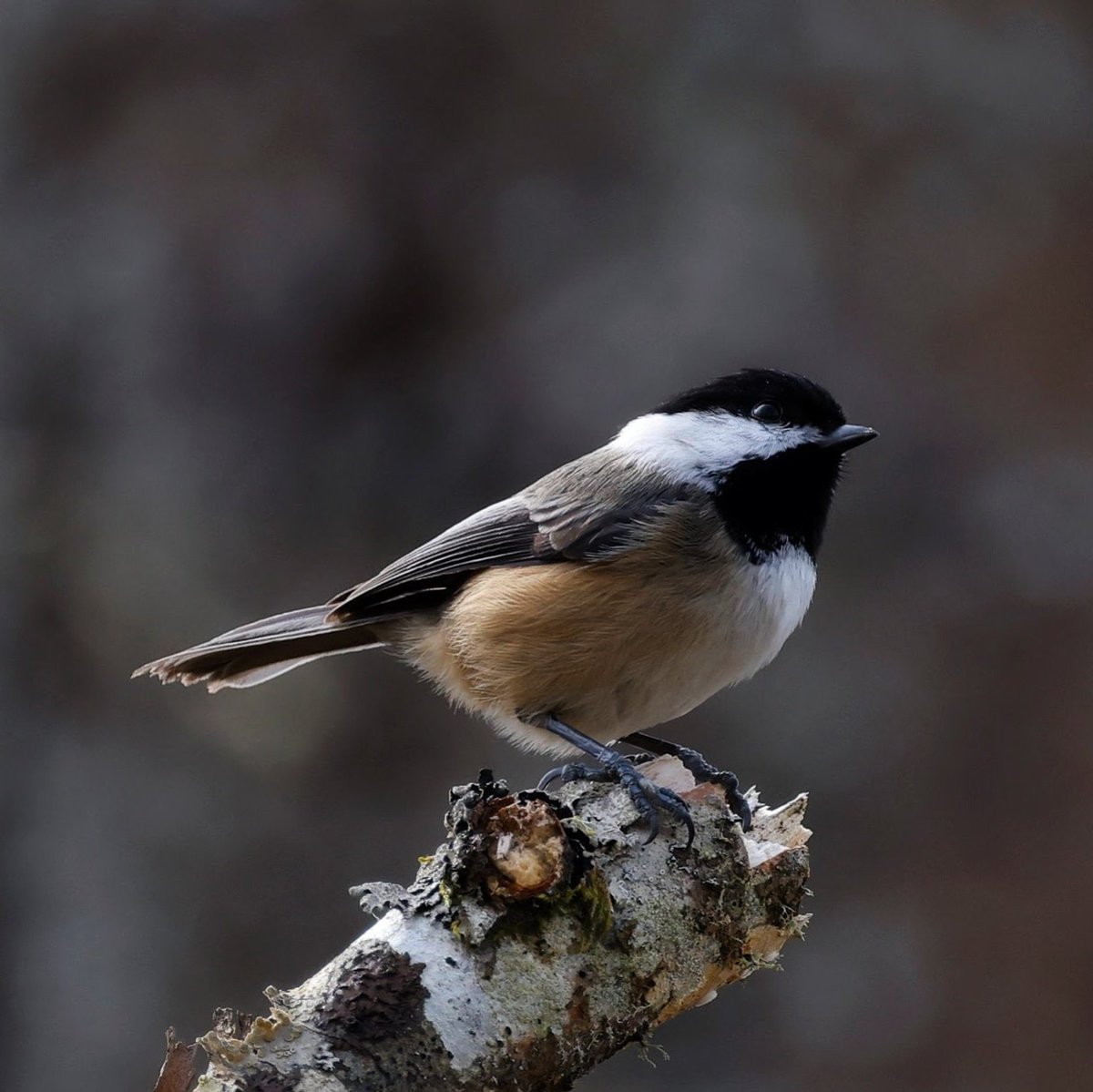 Listen to episode 2 of the pod out now! This week we learn the sounds of the Black-capped Chickadee.

Available on all major platforms!

Apple Podcasts: podcasts.apple.com/us/podcast/cal…

Google Podcasts: google.com/podcasts?feed=…

#birding #birdwatching #TwitterNatureCommunity