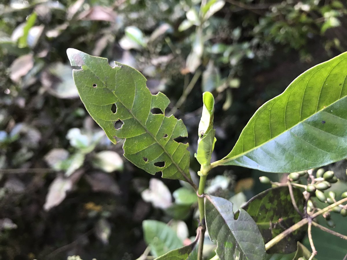 CssioPereira4's tweet photo. #Herbivory and #ecosystemengineering, side by side... 🐛 🍃 #ecology #nature https://t.co/VvbIL06MdF