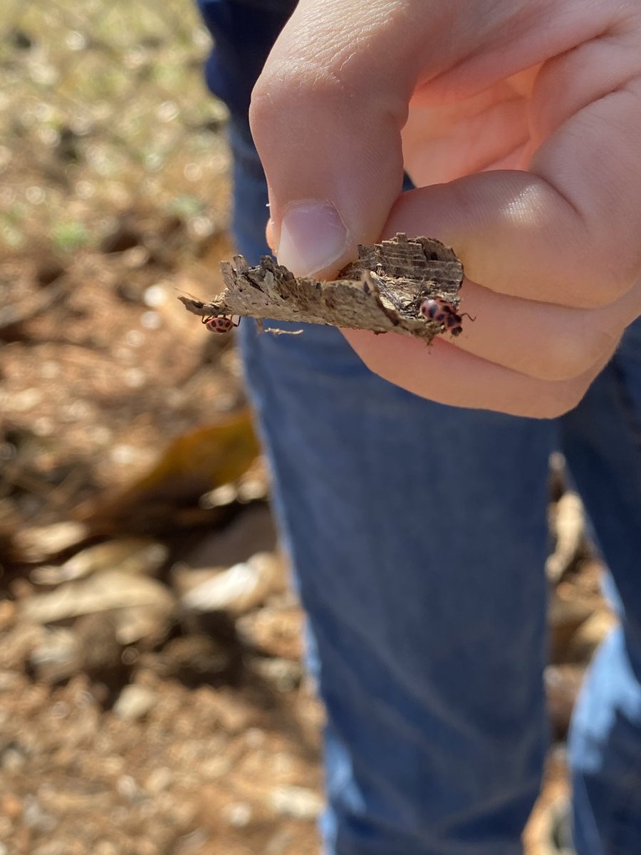 sbpark27's tweet photo. #Spring was full of surprises during our recess today.  My third grade scientists, from cohort A, discovered some insects and were so excited about their discovery.  ❤️After they observed them they made sure to return them back to their family so they would remain safe. 🐞 https://t.co/Vzb0ZpiMSp