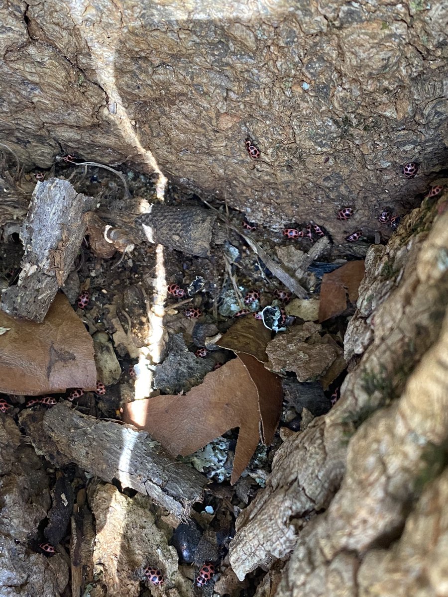 sbpark27's tweet photo. #Spring was full of surprises during our recess today.  My third grade scientists, from cohort A, discovered some insects and were so excited about their discovery.  ❤️After they observed them they made sure to return them back to their family so they would remain safe. 🐞 https://t.co/Vzb0ZpiMSp