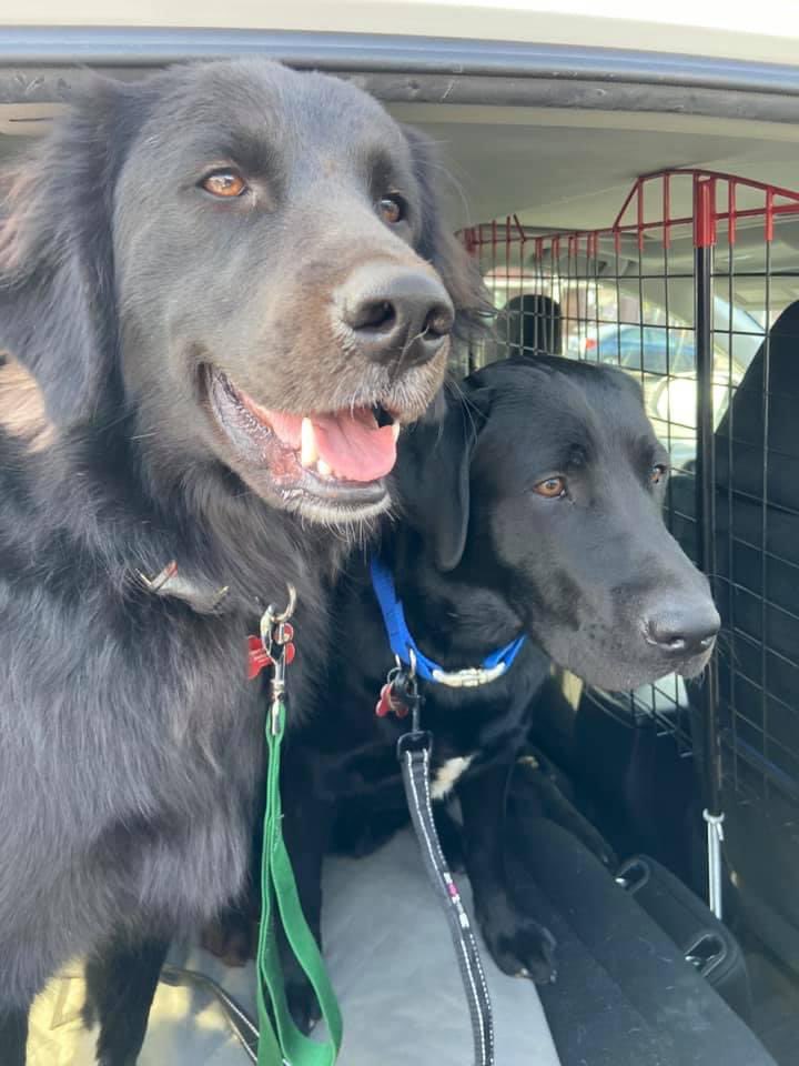 wagsformags's tweet photo. LOOK OUT 👀 Exciting news coming your way today!! Wags classes are officially back😆 Starting this week on Wednesday &amp; Thursday Wags classes will officially be back up and running &amp; we can’t wait🐶 Check your emails &amp; sign up today!! https://t.co/hCYY3KJajJ