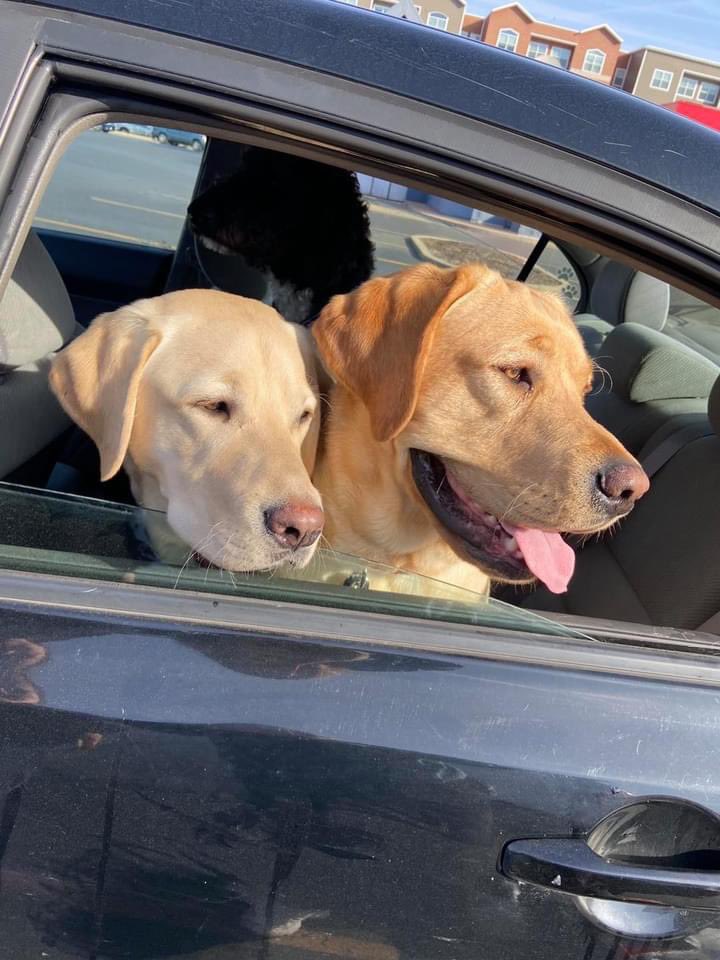 wagsformags's tweet photo. LOOK OUT 👀 Exciting news coming your way today!! Wags classes are officially back😆 Starting this week on Wednesday &amp; Thursday Wags classes will officially be back up and running &amp; we can’t wait🐶 Check your emails &amp; sign up today!! https://t.co/hCYY3KJajJ
