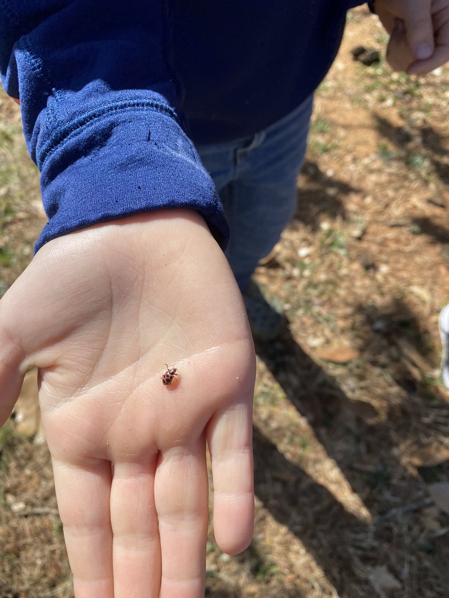 EMHWildcats's tweet photo. #Spring was full of surprises during our recess today.  My third grade scientists, from cohort A, discovered some insects and were so excited about their discovery.  ❤️After they observed them they made sure to return them back to their family so they would remain safe. 🐞 https://t.co/uKwmk2PsSw
