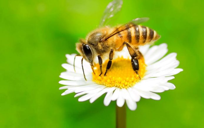 PatventionBees's tweet photo. A single bee will produce only about 1/12 of a teaspoon of honey in its lifetime. BEES AVAILABLE, Beehive@3,500sh #beesness
We offer services such as:
✔Bee removal
✔Beehive installation
✔Honey harvesting
Nyer town, Deliveries country wide, 0740906787 https://t.co/heXdEjonsG