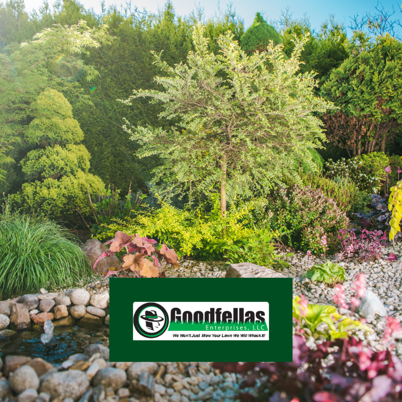 Want Bambi, Thumper and the rest of the gang to come frolic in your yard? Planting these trees will transform your backyard into the perfect miniature ecosystem to attract unique wildlife. keligoodfellas.wordpress.com/2020/02/03/nat…