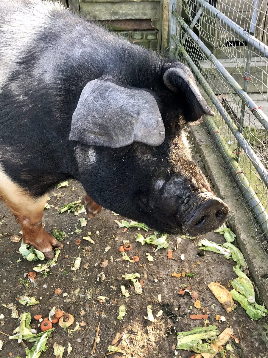 We are excited to share that our very lovely #Tallulah is #pregnant again and due soon. We are hoping the #piglets will be here by 12th April for you all to meet them. Exciting times here with our #lambs due soon too 😍