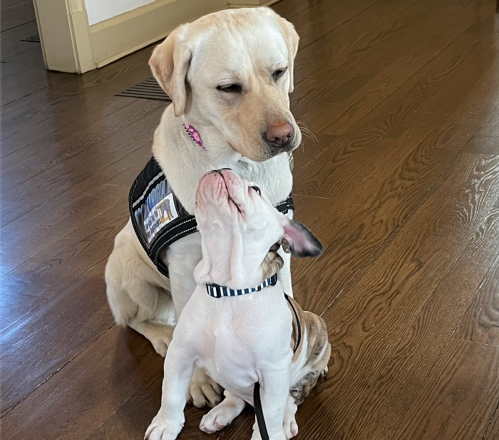 Handsome Dan XIX tweet media