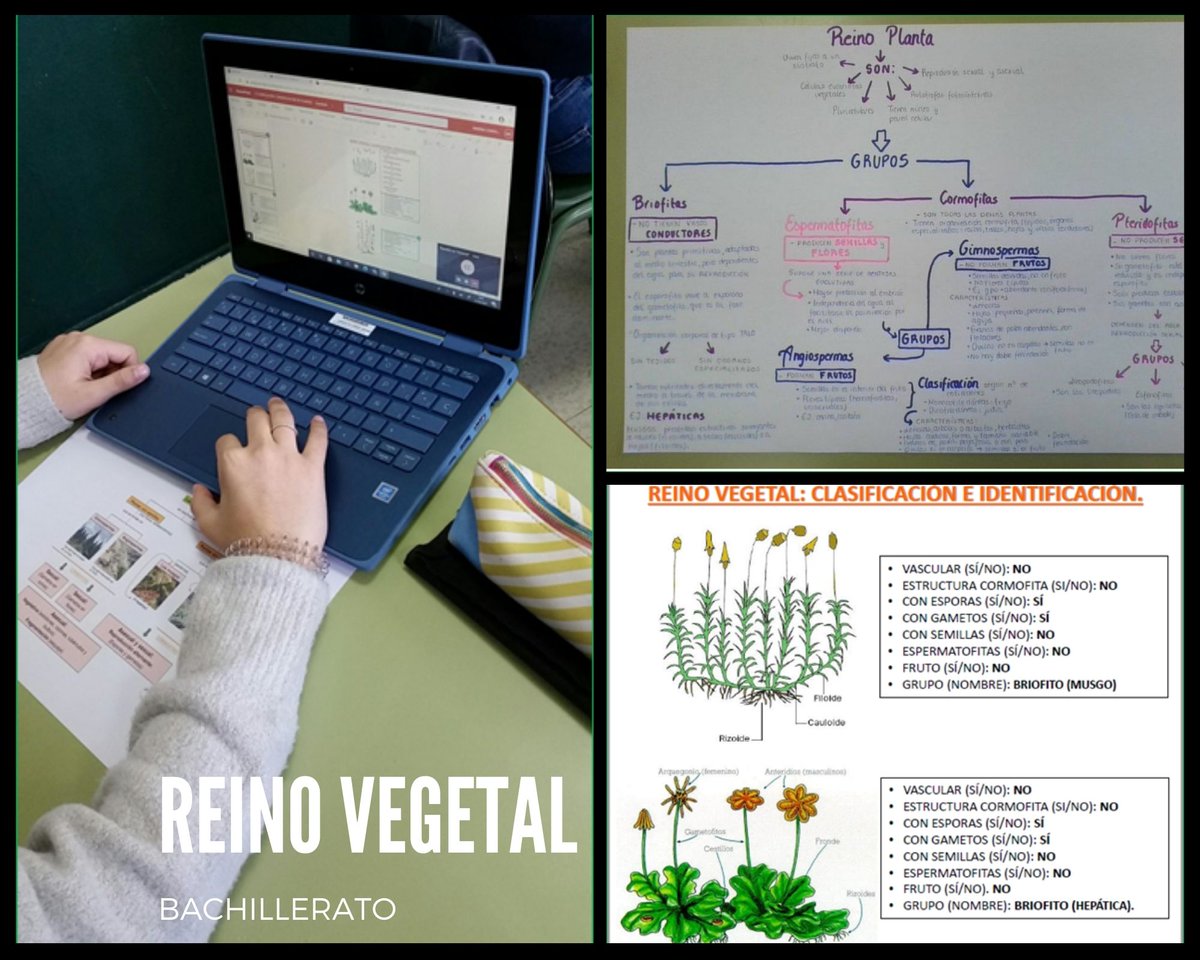 ColegiosElValle's tweet photo. ¿Qué es una #hepática o un #equiseto? 🤔
Nuestros alumnos de #1BACH de #Biología inician la semana aprendiendo a identificar y clasificar a los miembros del #ReinoVegetal 🌱
#ColegiosElValle #VB https://t.co/LguynrwZXg