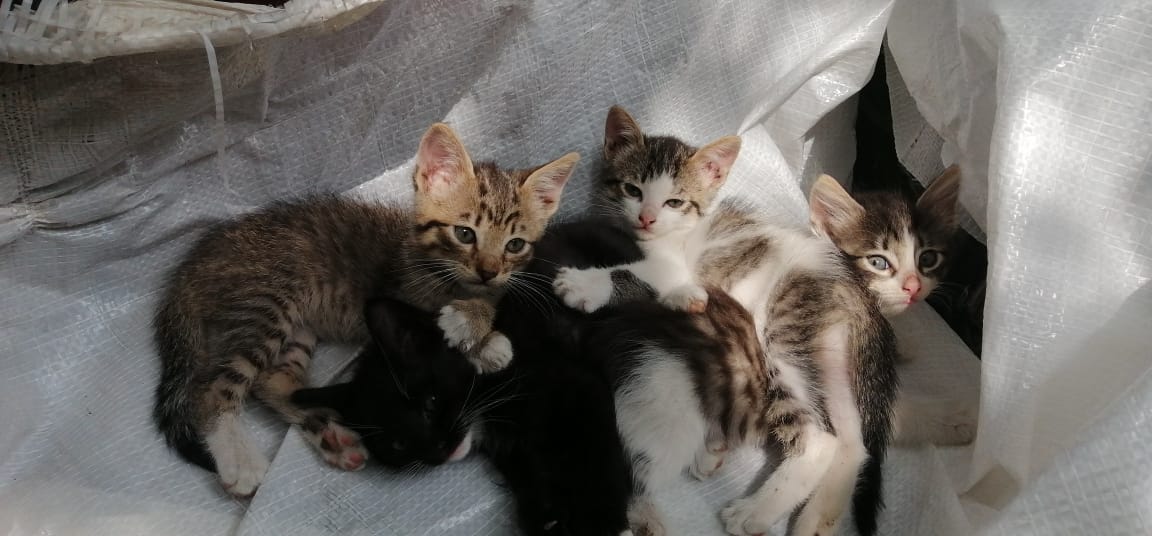 Santiago Chile. Gatitos 2 meses riesgo social en adopción solo familias adultos responsables wsp +569 76708763
@AdopGatosChile <a href="/PedigreeAdopcl/">Adopción PEDIGREE®</a> <a href="/AdoptemosCL/">AdoptemosCL</a> <a href="/LindoGatitoAdop/">Lindo Gatito Adopta</a> <a href="/Adopciones_Tco/">Grupo Adopciones</a> <a href="/AdopcionesSanMi/">Adopta San Miguel</a> @adop