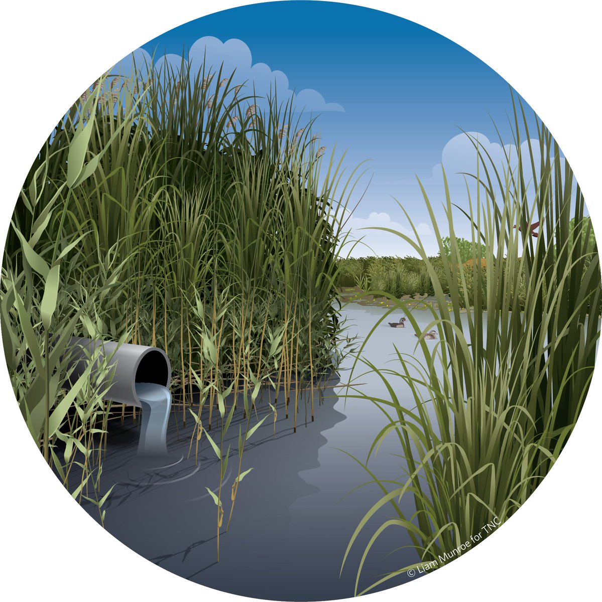 NatureAg's tweet photo. Happy #WorldWaterDay! Farmers not only provide food, but they also help to ensure clean water supplies. For instance, farmers can use #edgeoffield practices -- like wetlands -- to improve #water quality while providing wildlife habitat. Learn more: https://t.co/5u58CkUACa https://t.co/N64gP1glqW