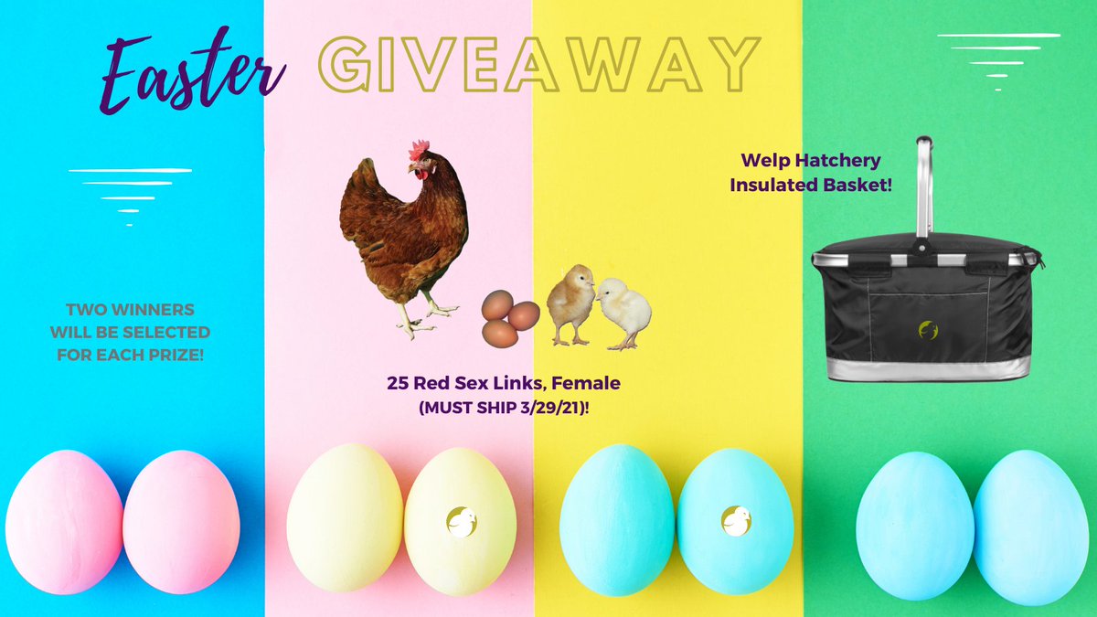 welphatchery's tweet photo. We had so much fun with our Valentine’s giveaway on Instagram that we decided to hop to it and do another for Easter! See the next post for details. #WelpHatchery #DayOldPoultry #BackyardChickens #Chickens #Giveaway https://t.co/mAReGMFtzW