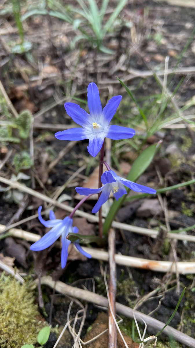 mveldhuis76's tweet photo. Ons eerste #voorjaar in #Oosterbeek en dus ook de 1e keer zien wat er opkomt in onze #tuinππ vandaag veel verassingen al! #groentuin #bollen #bloemen #biodiversiteit #bestuivers #bijen #flora https://t.co/90nn0mBgQI