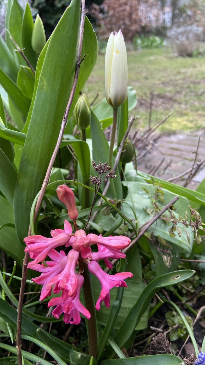 mveldhuis76's tweet photo. Ons eerste #voorjaar in #Oosterbeek en dus ook de 1e keer zien wat er opkomt in onze #tuinππ vandaag veel verassingen al! #groentuin #bollen #bloemen #biodiversiteit #bestuivers #bijen #flora https://t.co/90nn0mBgQI