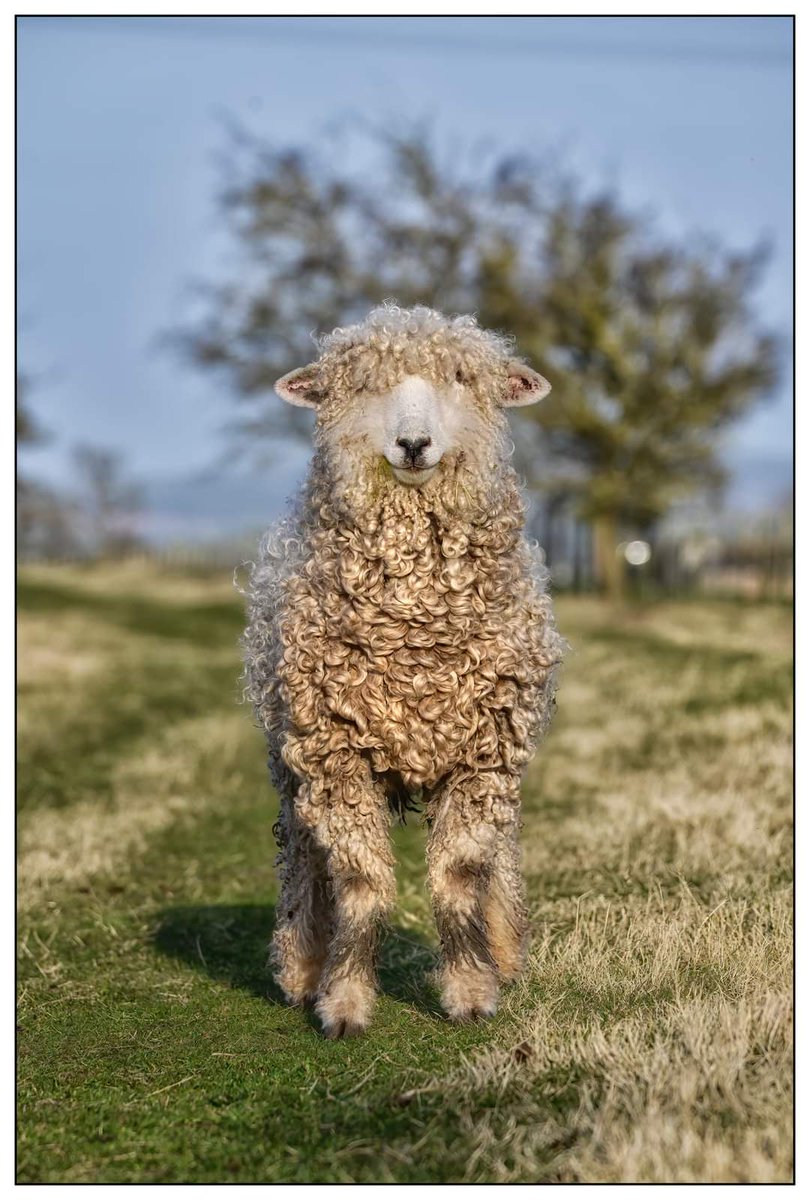 A lovely photo of a #Lincolnlongwool taken by a local photographer. Shame about the knock knees! 

#lovealongwool #Rarebreeds