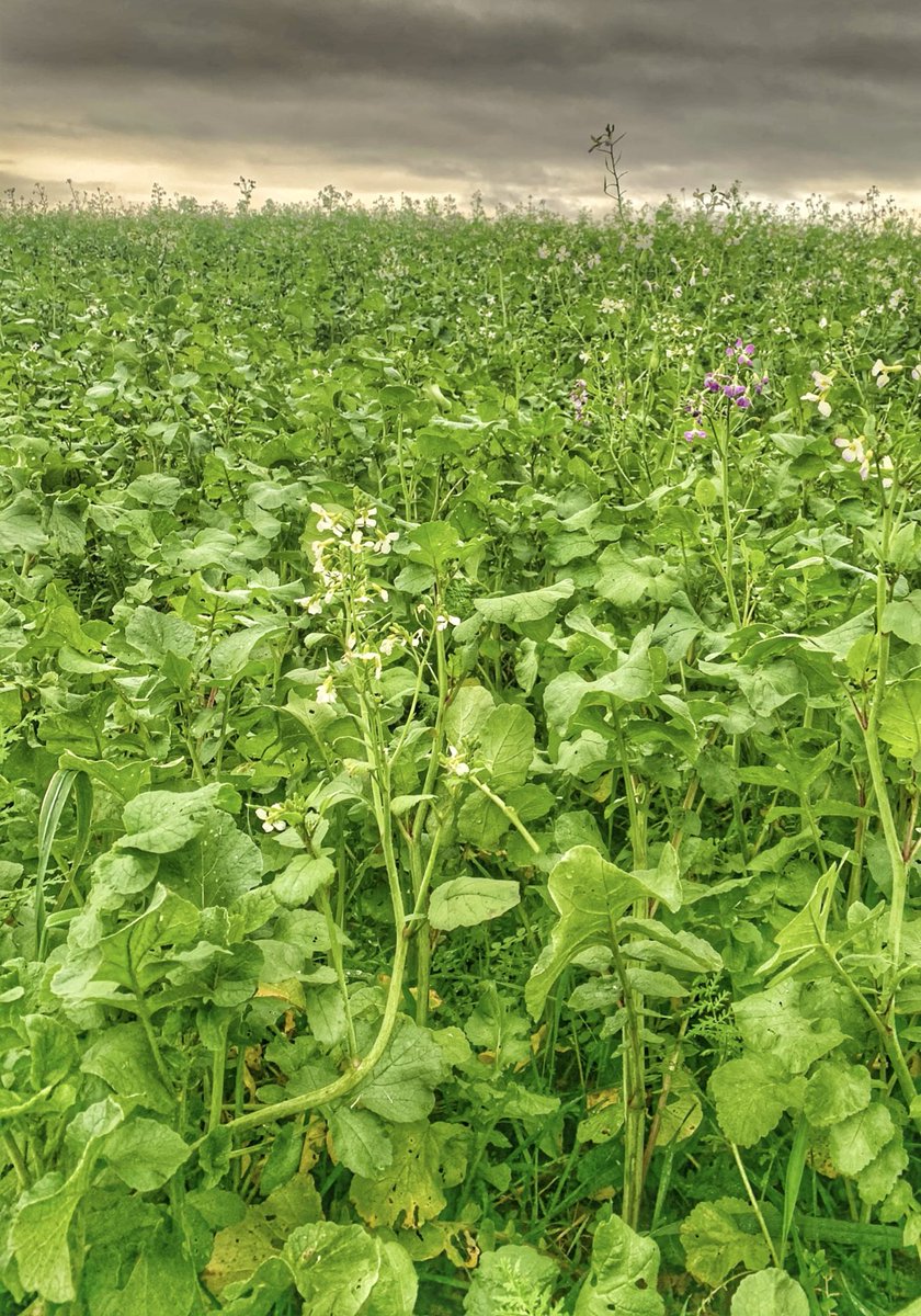 **Help Needed** Looking for comparative fields which have been planted with/without previous #covercrop under same management system. Project for <a href="/EdinburghUni/">The University of Edinburgh</a> <a href="/SRUC/">SRUC</a> MSc Dissertation examining soil quality, carbon sequestration and N availability #rolluprollup