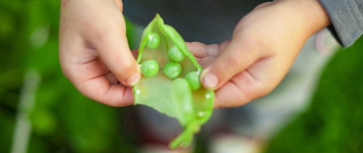 ptwarwicks's tweet photo. #SpringEquinox is here and it’s time to sow seeds of friendship! Find out how to get your family or #primaryschool involved in #PlantAndShareMonth 🌷 https://t.co/5OgPbaSUWX https://t.co/huUhYxyPJT