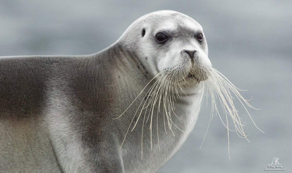 To celebrate #InternationalSealDay, a magnificent Bearded Seal that spent the summer along the east coast of the island of Yell, #Shetland a few years ago. What a set of whiskers!