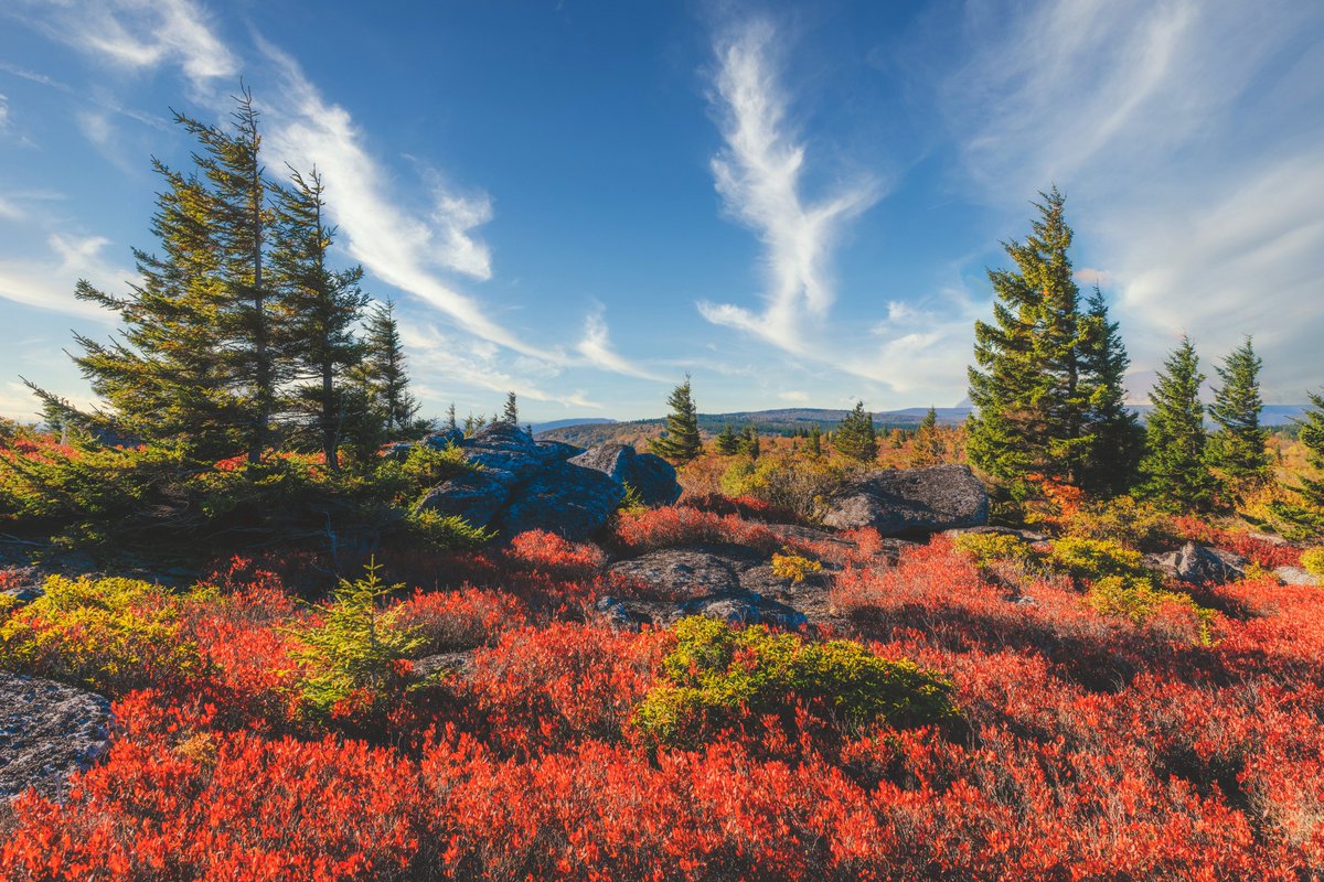 DaveDiCello's tweet photo. In looking through my fall images last week, I found a ton from my trip to West Virginia that I never shared, including this one from Dolly Sods. The range of colors was amazing: the red blueberry bushes, the bright green windblown trees, and a perfect blue sky. Ah, to be back... https://t.co/yLnNZtGGa2