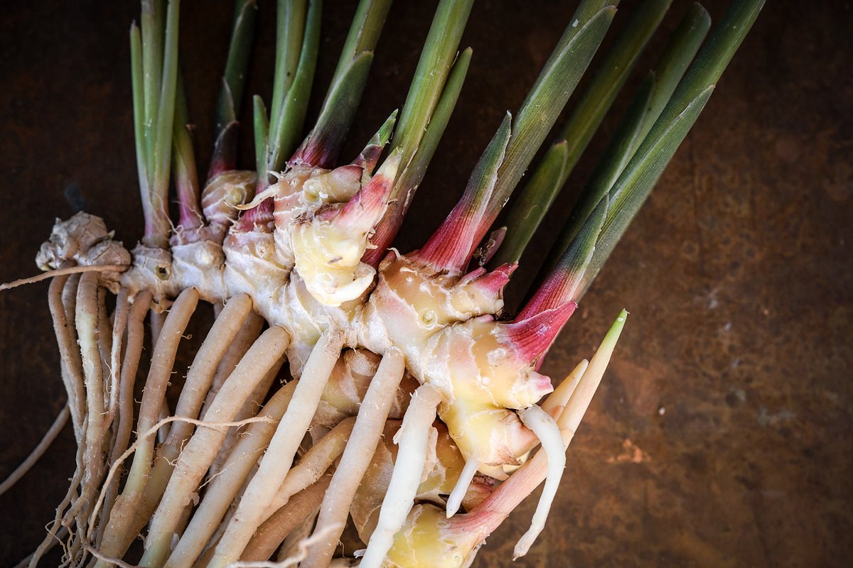 rareseeds's tweet photo. Our LIVE PLANT SALE is officially starting! You may see most of them are out of stock. No worries! Our crew is working hard to get these plants ready, and as soon as they are, they will be added to our website. This cool edible Ginger root is in stock, by the way. 😉 https://t.co/1z7FxHCoFT