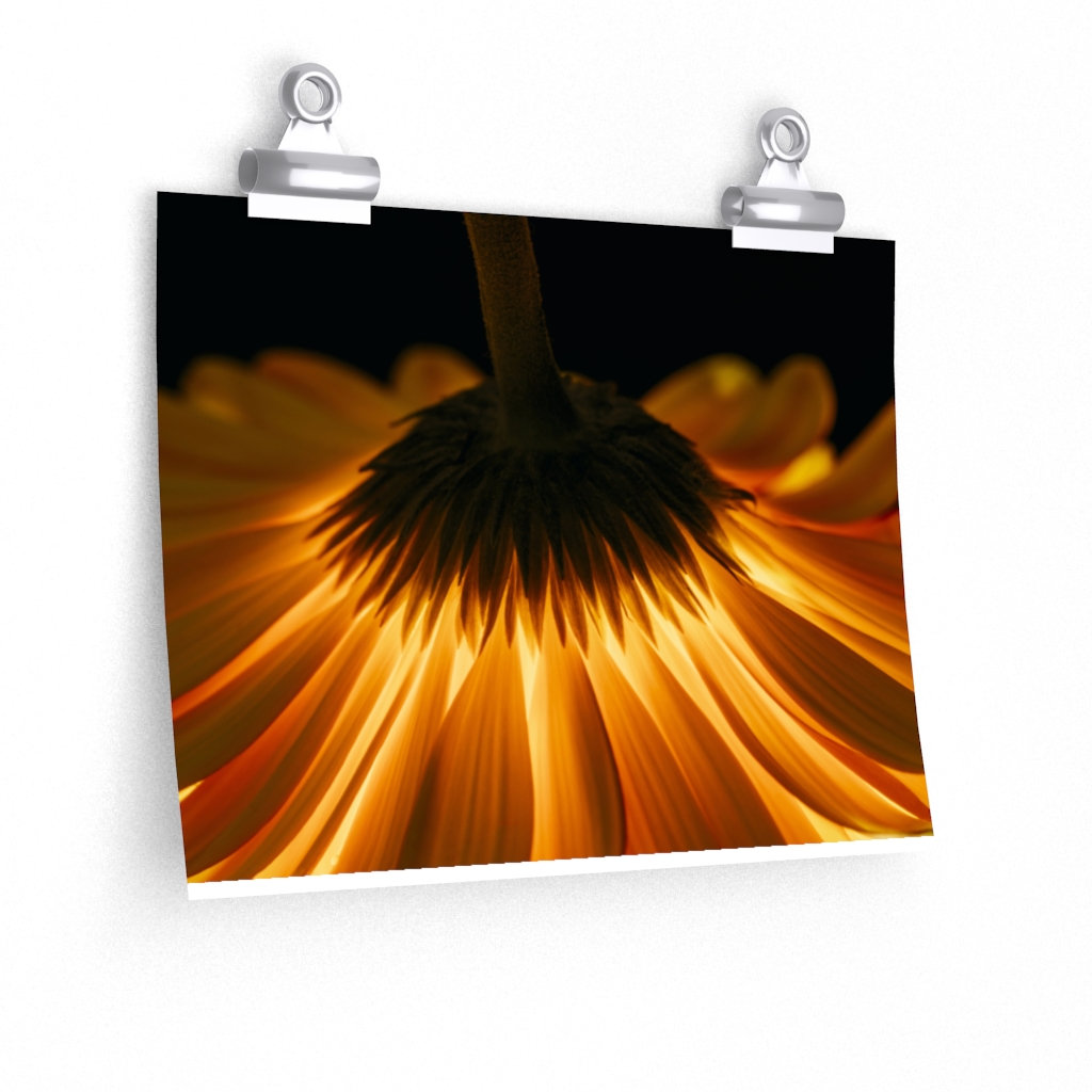 Excited to share the latest addition to my #etsy shop: #Sunflower Premium Matte horizontal #posters #outdoor #awesomephotography #simple #flower
 etsy.me/3sakoAw 
@uniqueunitysr