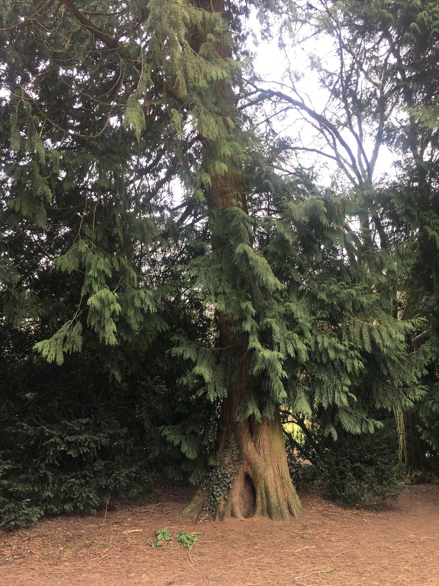 lovebirdmakeup's tweet photo. π Letβs take our hearts into the woods π³
& listen to the magic whispers of old trees ...
#westonbirtarboretum @WestonbirtArb #friendsofwestonbirt #welliewalks #blossomwatch πΈ πΆ https://t.co/C97dAOMWrq