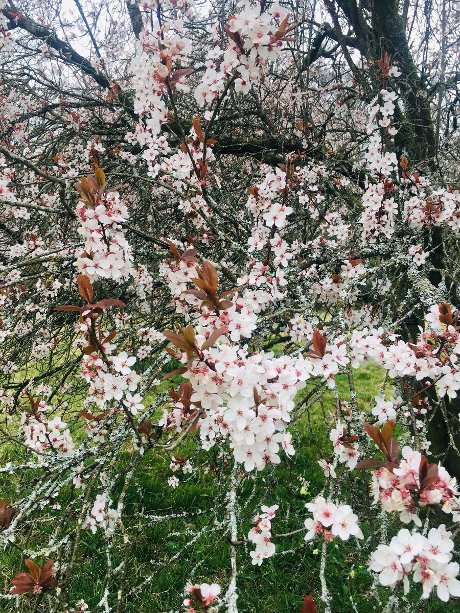 lovebirdmakeup's tweet photo. π Letβs take our hearts into the woods π³
& listen to the magic whispers of old trees ...
#westonbirtarboretum @WestonbirtArb #friendsofwestonbirt #welliewalks #blossomwatch πΈ πΆ https://t.co/C97dAOMWrq