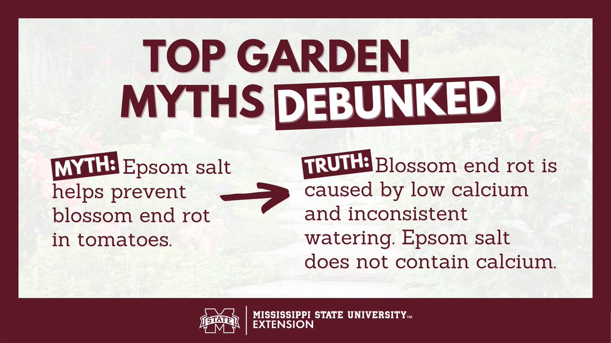 Here at Extension, we believe in using research-based information to help us garden! 

We’ve compiled a few gardening myths you’ve probably heard, and we’ll sort out what the truth is. Read here: ow.ly/J6kF50E5kIm #ExtensionForRealLife #MSUext