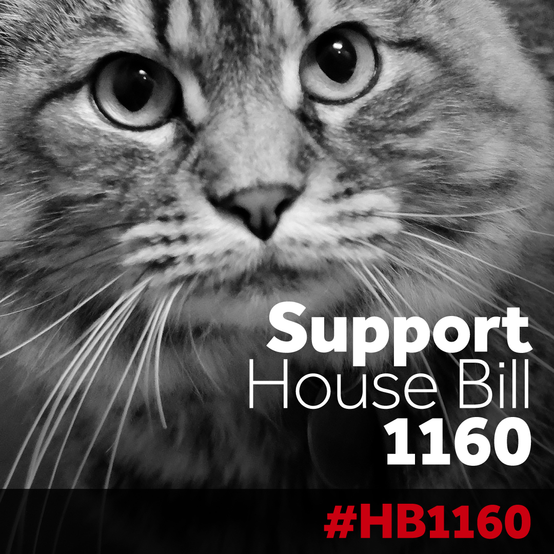 humanecolorado's tweet photo. HB21-1160, the Socially Conscious Sheltering Act, will be heard today in the House Agriculture, Livestock and Water Committee at 1:30 p.m. Listen live to the hearing here: https://t.co/J5WNmixRTT
#COleg #adoptgoodpolicy #adpotscs https://t.co/TTs2Es68zB